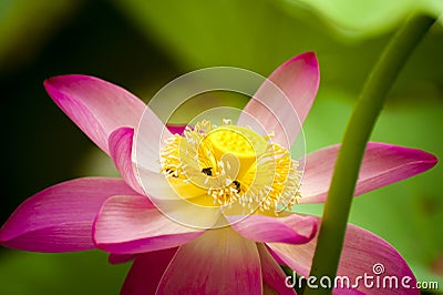 Pink nelumbo nucifera gaertn lotus Stock Photo