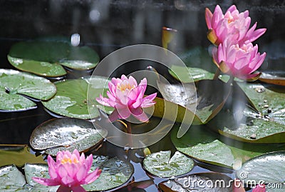 A pink nenuphar on the lake Stock Photo