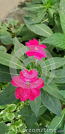 Pink New Guinea impatients flowers Stock Photo