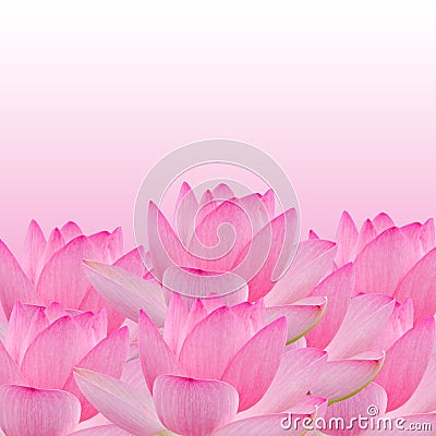 Pink nuphar flower, water-lily, pond-lily, spatterdock, Nelumbo nucifera, also known as Indian lotus, sacred lotus Stock Photo