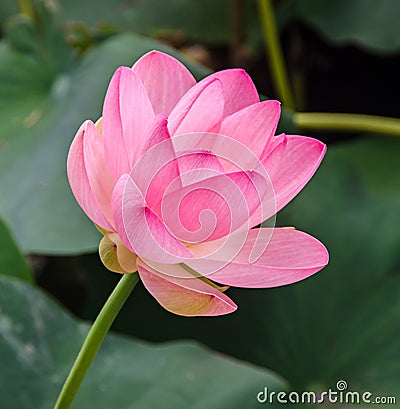 Pink nuphar flowers, green field on lake, water-lily, pond-lily, spatterdock, Nelumbo nucifera, also known as Indian lotus Stock Photo