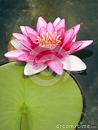 Pink Nymphaea Stock Photo