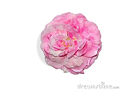 Pink old garden rose isolated on white background Stock Photo