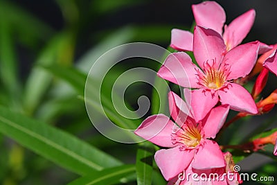 Pink oleander. Stock Photo