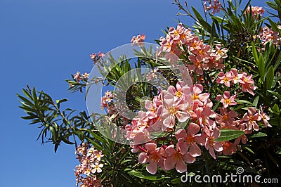 Pink oleander flower Stock Photo