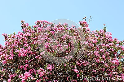 Pink oleanders blooming flowers against Spring blue sky Stock Photo
