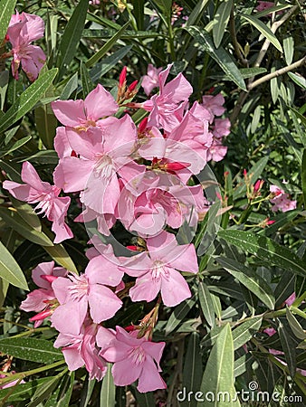 pink oleandr close up background Stock Photo