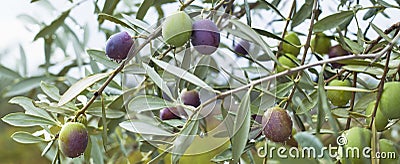 Pink olive tree in an olive grove with ripe olives on the branch ready for harvest Stock Photo