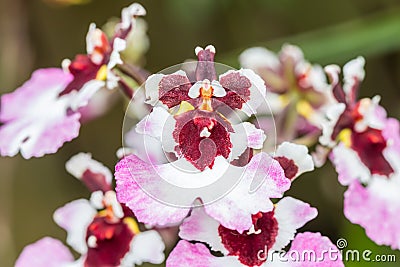 Pink Oncidium orchid. Stock Photo