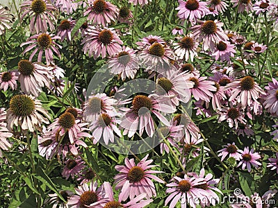 Echinacea purpurea in bloom Stock Photo