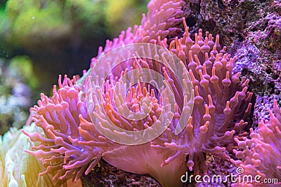 Pink and orange anemone tentacles detail Stock Photo