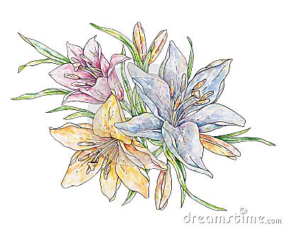 Pink orange blue lily flowers isolated on white background. Watercolor handwork illustration. Drawing of blooming lily Cartoon Illustration