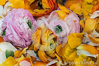 Pink orange buttercup blossoms on a bed of colorful aged petals macro in vintage painting style Stock Photo