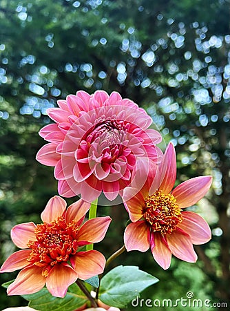 Pink and orange Dahlia flowers Stock Photo