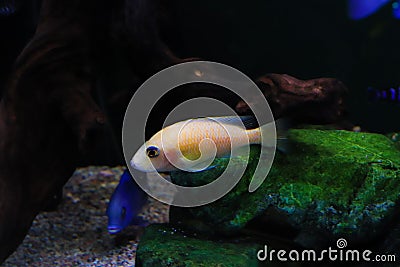 Pink or orange fish on the ocean floor against a dark background with fish, oceanic flora and fauna. Copy space Stock Photo