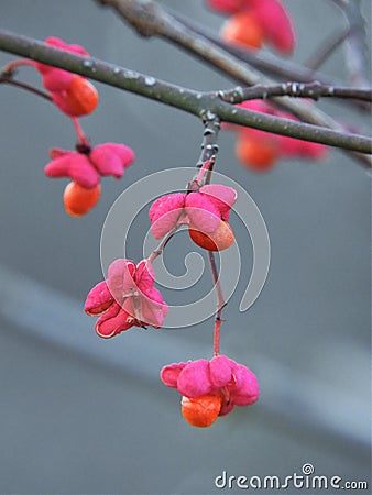 Pink and Orange Flowers of Spindle Tree Stock Photo