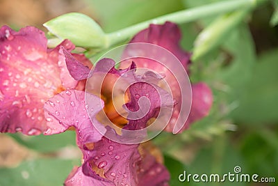 Pink and orange iris petals Stock Photo