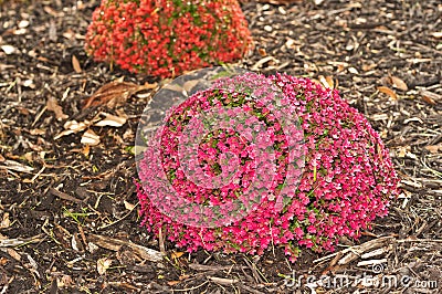 Pink and orange mini flower dooms Stock Photo