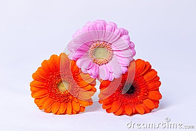 Pink, Orange and Red gerbera on a white background with water drops. Stock Photo