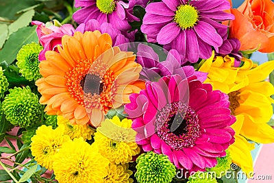 Pink and orange Transvaal daisy`s in bunch of flowers. Stock Photo