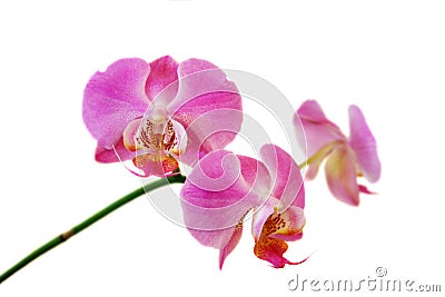 Pink orchid Stock Photo