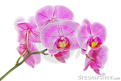 Pink orchid Stock Photo