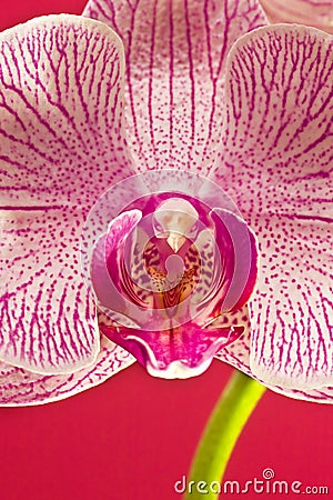 Pink orchid Stock Photo