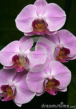 Pink orchid Stock Photo