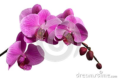 Pink orchid branch isolated on white Stock Photo