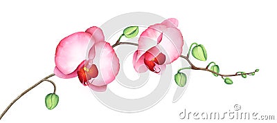 Pink orchid branch isolated on white background. Watercolor illustration. Cartoon Illustration