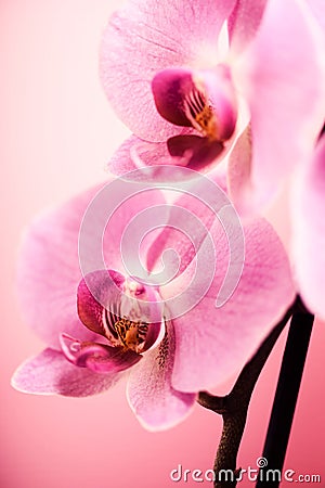 Pink orchid closeup Stock Photo