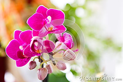 Pink orchid flower Stock Photo