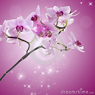 Pink orchid flower. Stock Photo