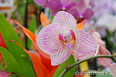 Pink orchid flower in bloom Stock Photo