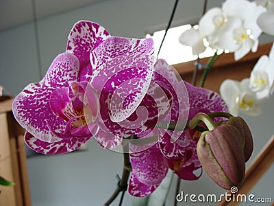 pink orchid flower open in closeup Stock Photo