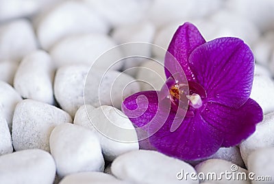 Pink Orchid Flower On Pebble Stock Photo