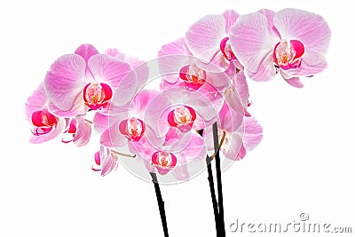 Pink orchid flowers Stock Photo