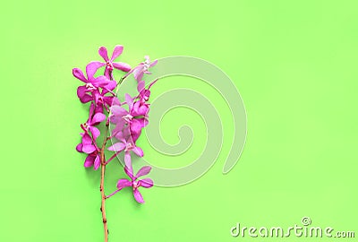 Pink orchid flowers creative design Stock Photo