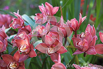 Pink Orchid Flowers Stock Photo