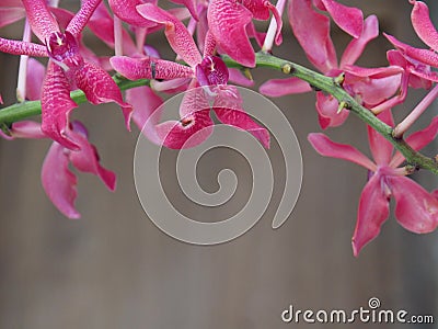 Pink orchid frame on blur wall background Stock Photo