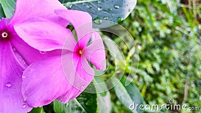 Pinky Orchid Stock Photo