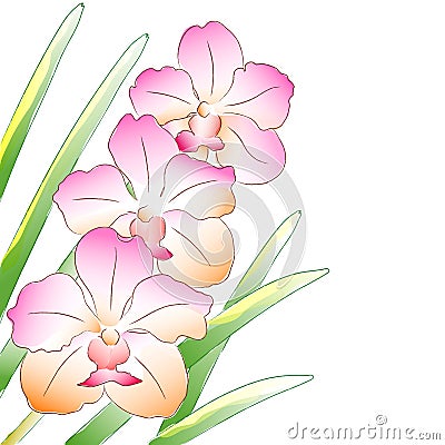 Pink orchid isolated Stock Photo