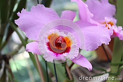 Pink orchid Laelia sincorana Stock Photo