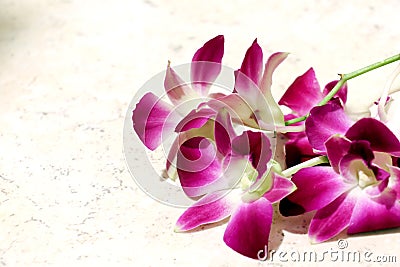 Pink orchid and light background 497 Stock Photo