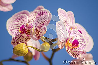 Pink Orchid, Phalaenopsis Stock Photo