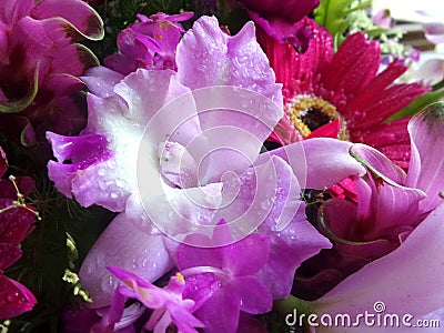 Pink orchid in pinky bouquet Stock Photo