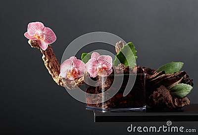 Pink orchid in a transparent pot with substrate Stock Photo