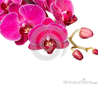 Pink orchid on white Stock Photo