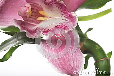 Pink orchid Stock Photo