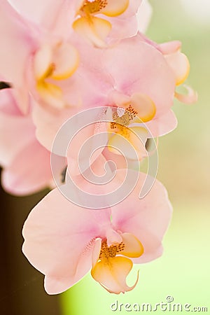 Pink orchids Stock Photo